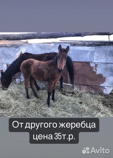 Жеребята Габар