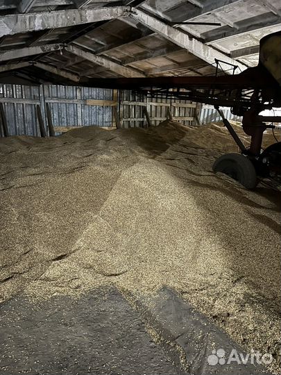 Зерно, пшеница, ячмень, вековес