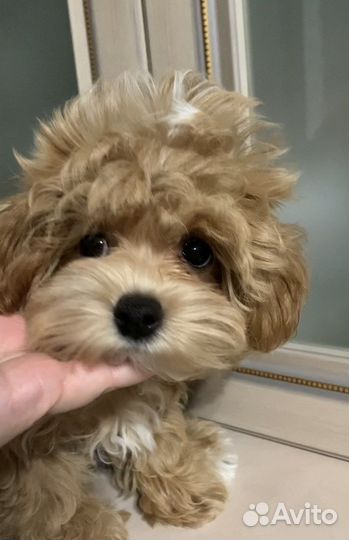 Щенок мальтипу f1 девочка