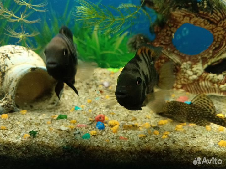 Аквариумные рыбки