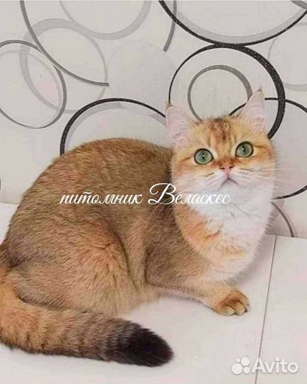 Британская кошка