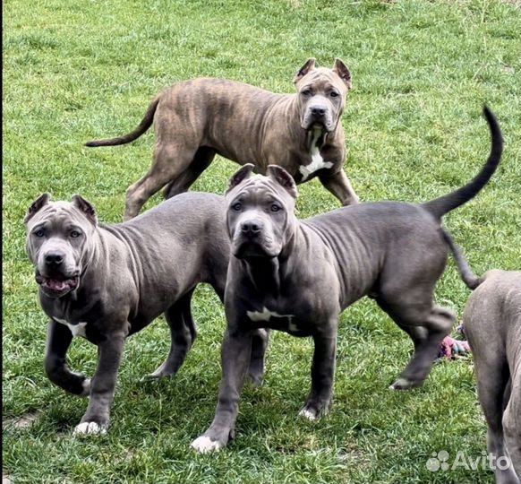 Американский Булли XL