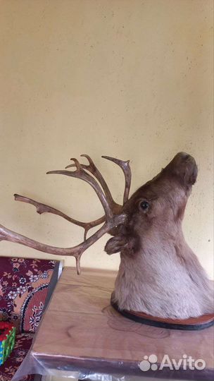 Чучело головы оленя