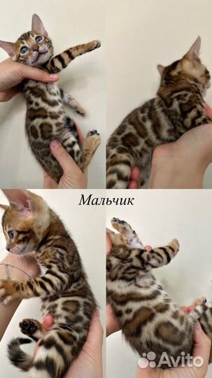 Бенгальские котята