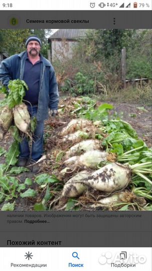 Семена кормовой свеклы