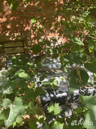 Кошки в добрые руки