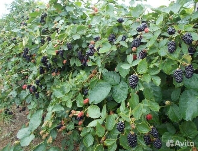 Саженцы плодовых деревьев груши, черешни