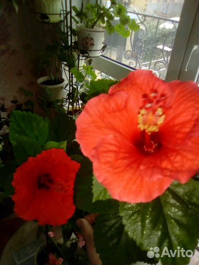 Гибискусы. Сортовые