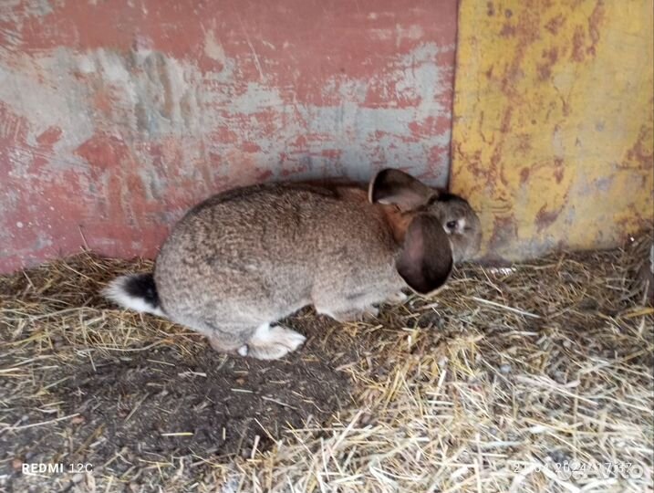 Самец взрослый