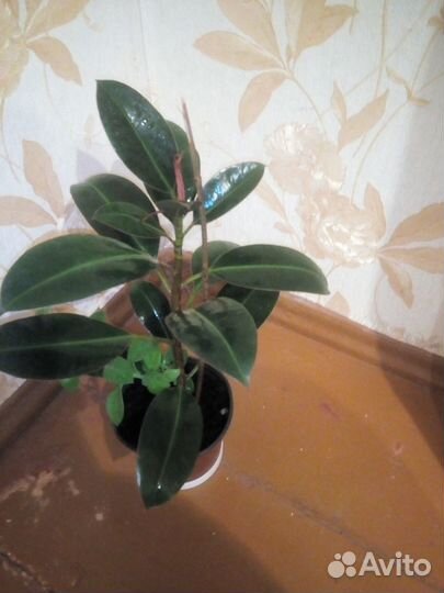 Фикус робуста