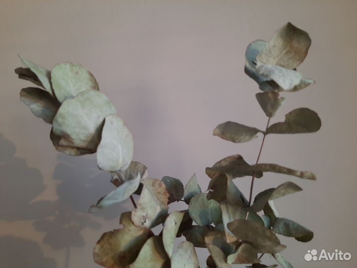 Эвкалипт сухоцвет