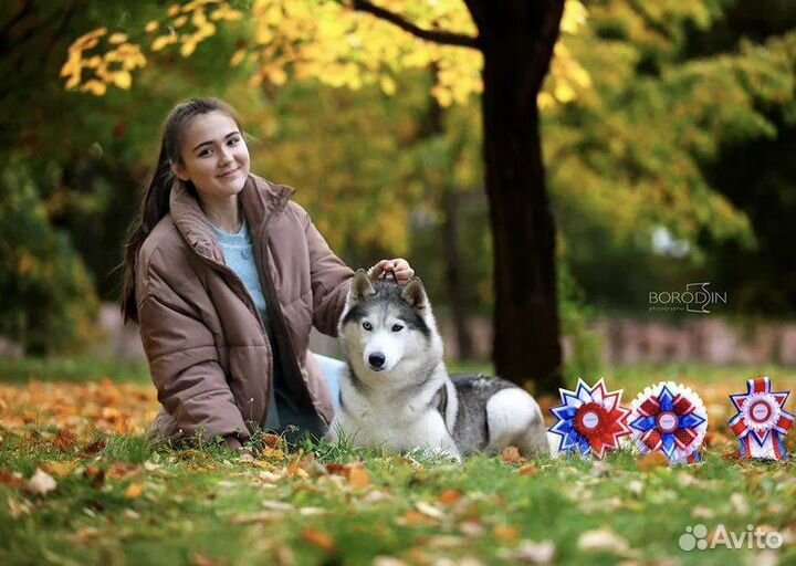 Хендлер Новосибирск и Академ