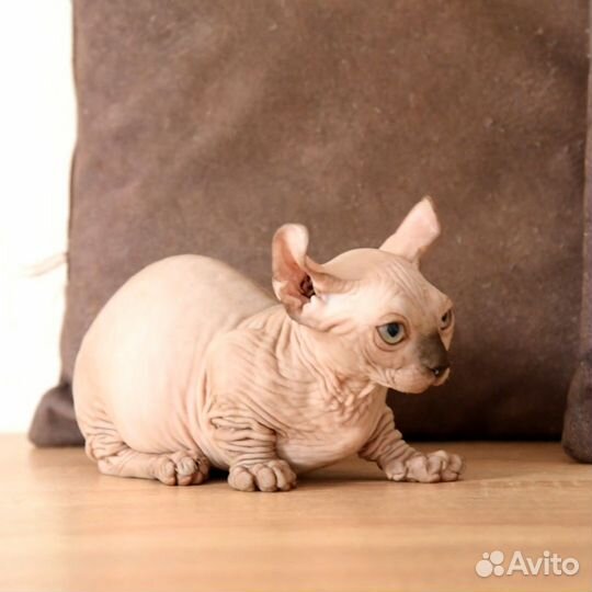 Бамбино,двельф девочка