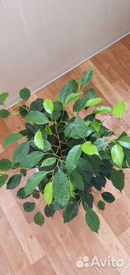 Фикус бенджамина