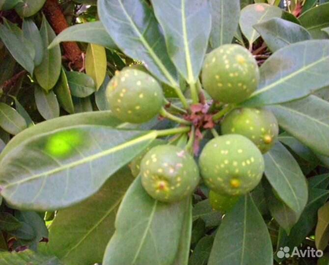 Фикус бокальчатоприлистниковый редкий