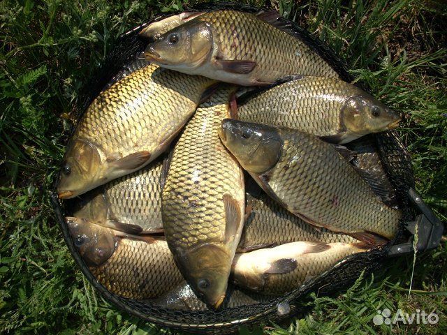 Живая рыба оптом карп
