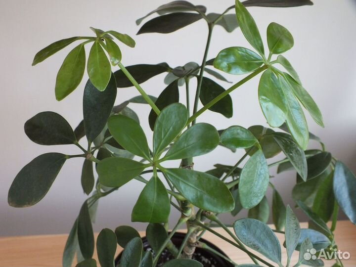 Комнатные цветы шефлера