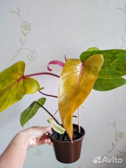 Филодендроны