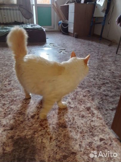 Котик в добрые руки