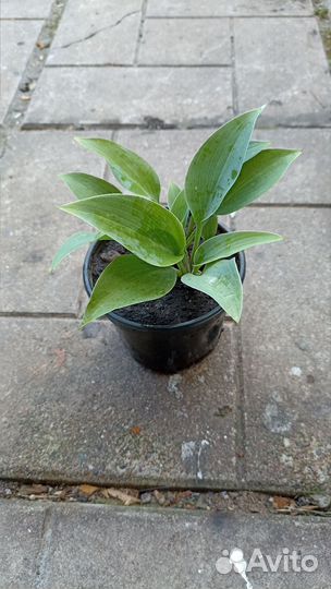 Хоста голубая