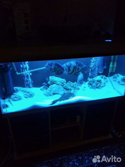 Аквариум