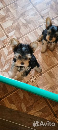 Йоркширский терьер