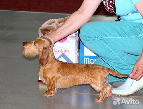 Стрижка и тримминг шнауцеров и терьеров