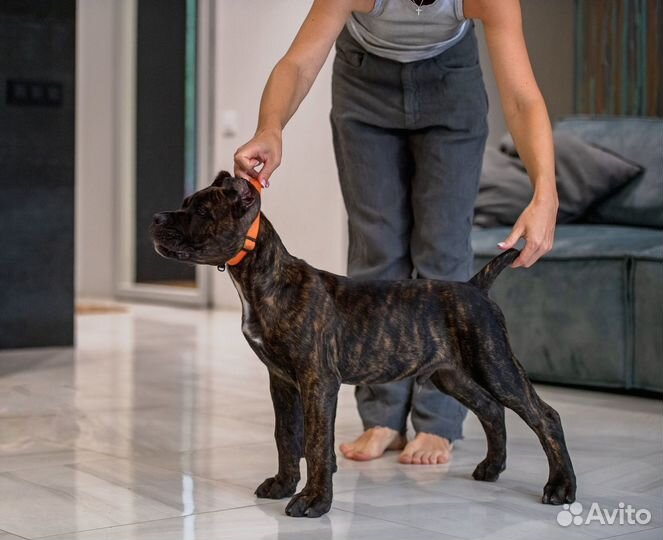 Мальчик кане корсо 3 месяца