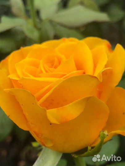 Розы садовые