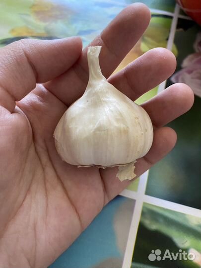 Чеснок чувашский