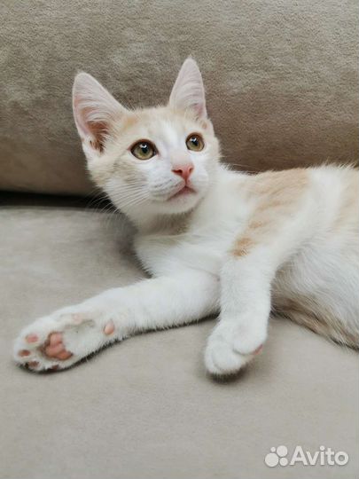 Котик 3 месяца