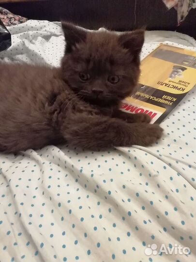 Котенок мальчик шотланский