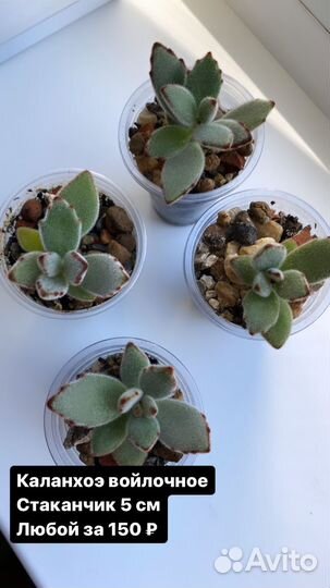 Детки суккулентов