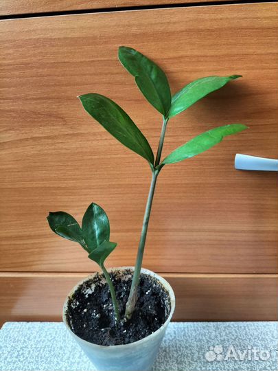 Замиокулькас