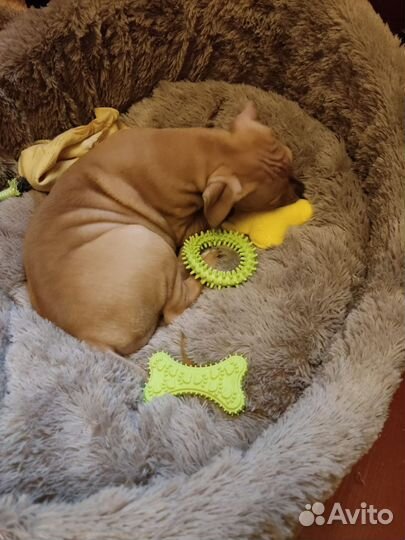 Щенок питбуля