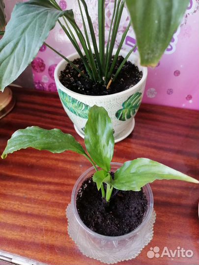 Спацифилум