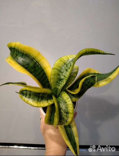 Сансевиерия систер твистер