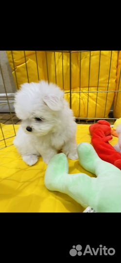 Щенки мальтезе мини
