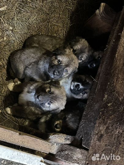 Щенки алабая