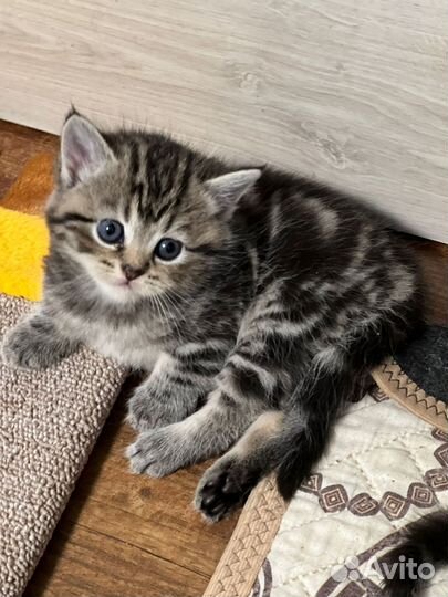 Шотландские вислоухие котята