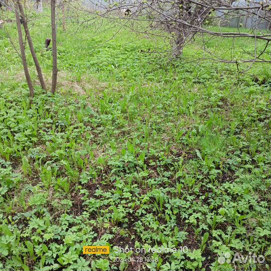 Сныть (серде)