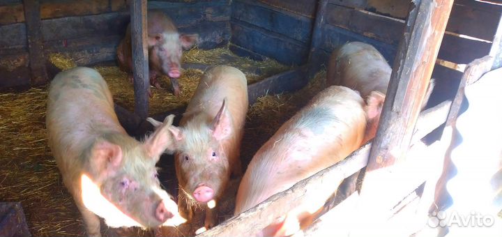 Продам свиней порода помесь Ландерс и дюрок