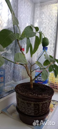 Лимонное дерево с плодами