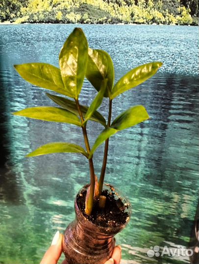 Саженец Замиокулькас (долларовое дерево)