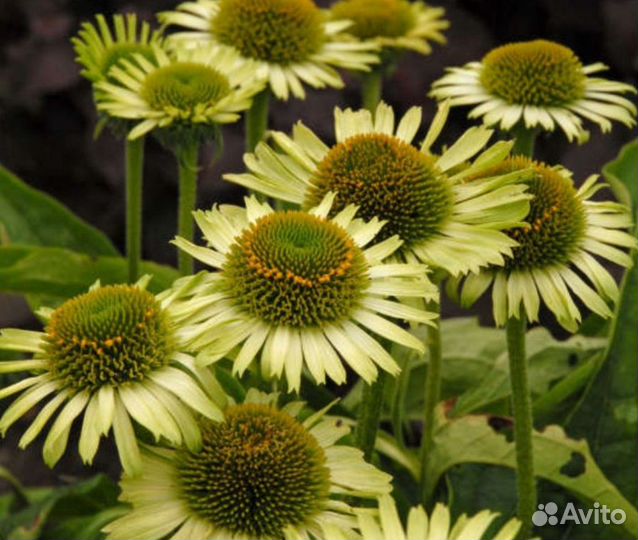 Саженцы эхинацей