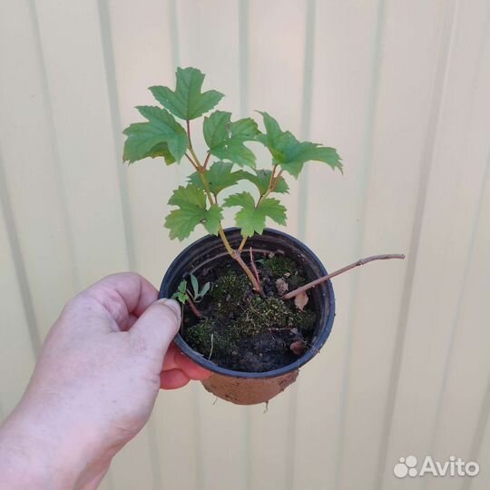 Вейгела саженцы