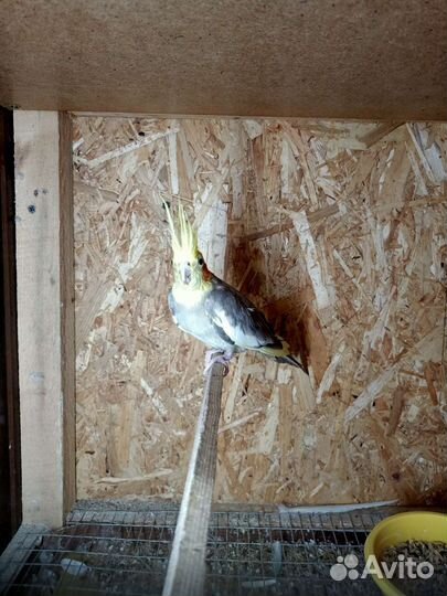 Попугай карелла