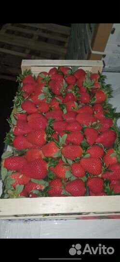 Клубника свежая