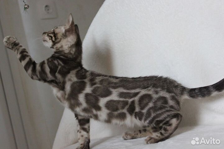Бенгальские котята