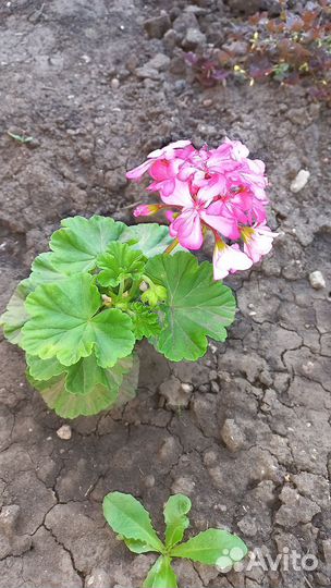 Герань пеларгония